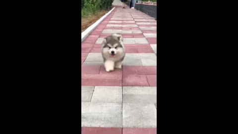 cute puppy