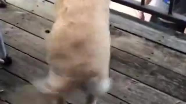 Cute dacing dog