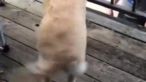 Cute dacing dog