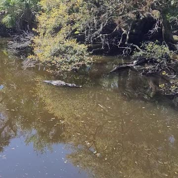 Wild alligators