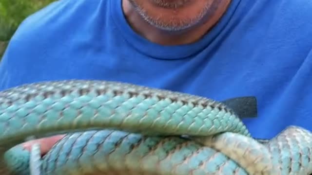 BLUE SNAKES?!?