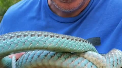 BLUE SNAKES?!?