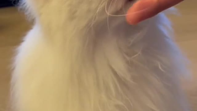 very cute kitten