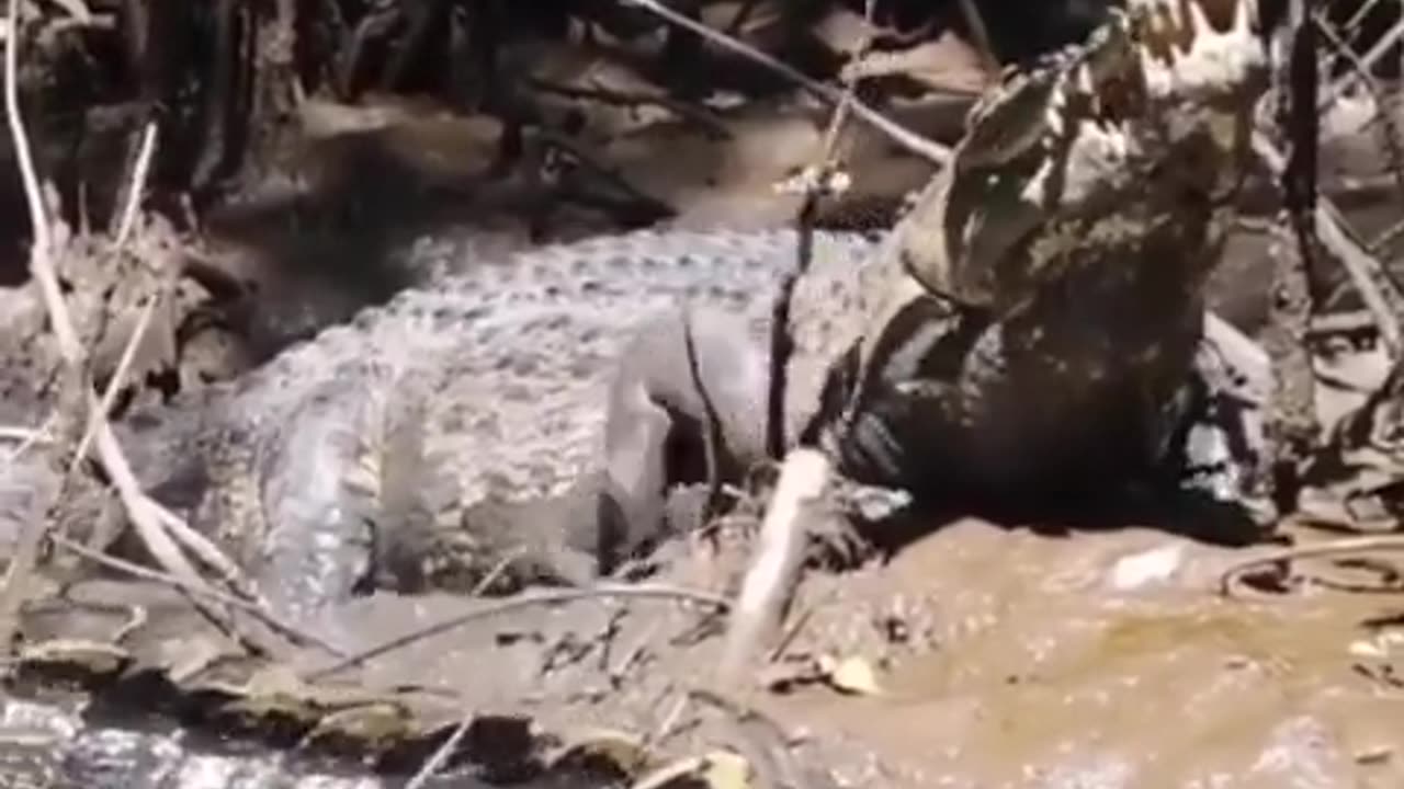 Vocalizations of a saltwater crocodile