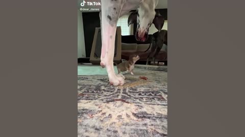 New Animal funniest video.🤣🤣😄 .Most viral ..