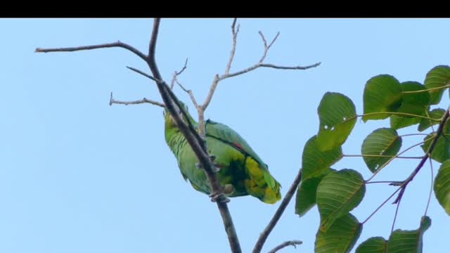 REAL VOICE OF PARROT