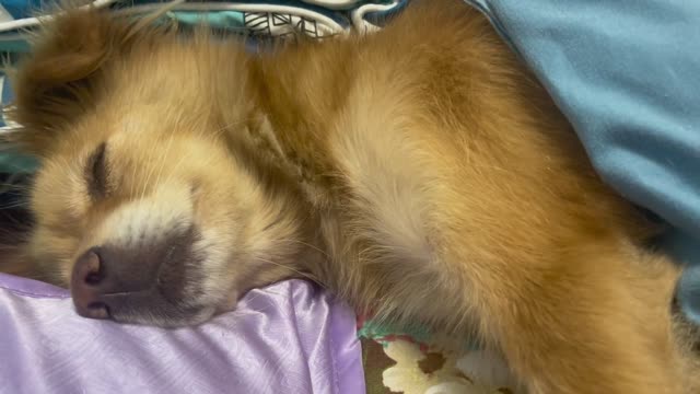 There is a very strange smell in the dog's mouth