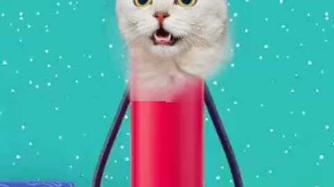 Funny videos cat dancing