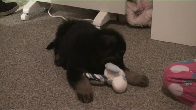 German Shepard Puppy Jealous of toy Dog