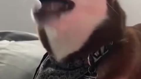 THIS DOG CAN SING, WOWW😮 AMAZING