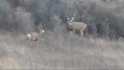 2024 North Dakota deer rifle opener mashup!