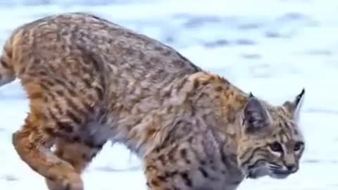 Tiger Pub Jump Viral Animals Video Clip Funny Animals