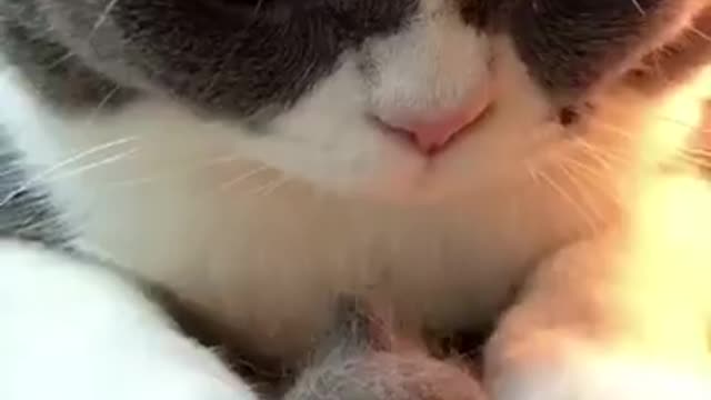 Funniest Cat Videos That Will Make You Laugh - Funny Cats and Dogs Videos