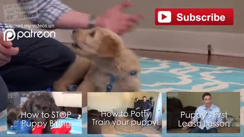 3 Easy things to teach your new puppy