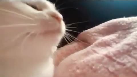 head-bobbing Cat :) miow