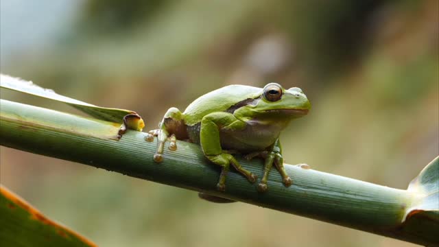 Beautiful frog scenery