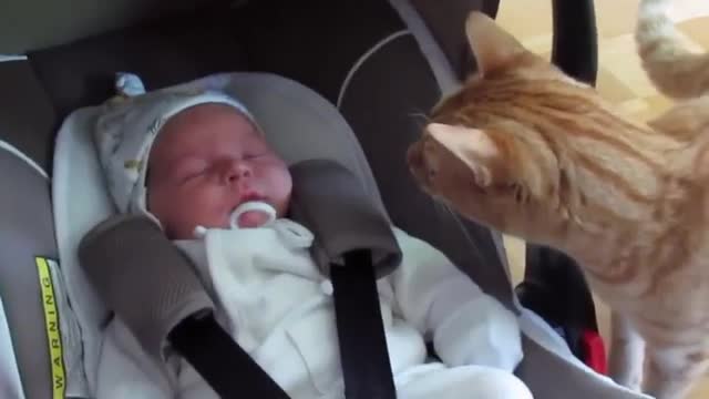 CAT AND BABIES FUNNY VIDEOS - PART-1