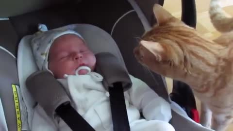 CAT AND BABIES FUNNY VIDEOS - PART-1