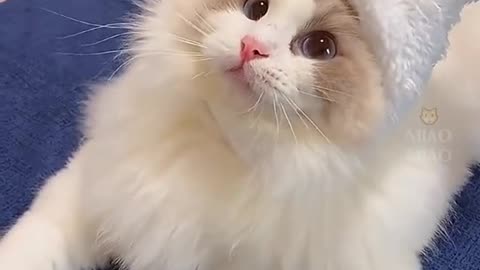 A collection of cute cats~