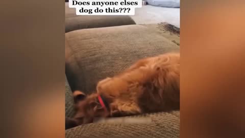 Funny Animal Videos 2023 🥰 - Funniest Dogs and Cats Videos 😁 #6