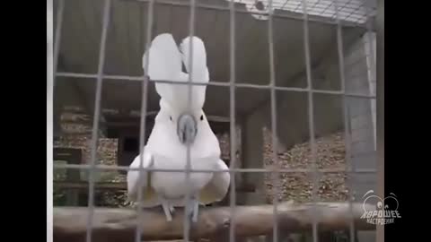 A funny parrot says hi