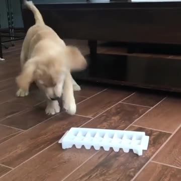 Cute baby animals Videos Compilation cutest moment of the animals - 🐶 Cutest Puppies #28