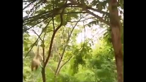 Tiger vs monkey fight funny videos