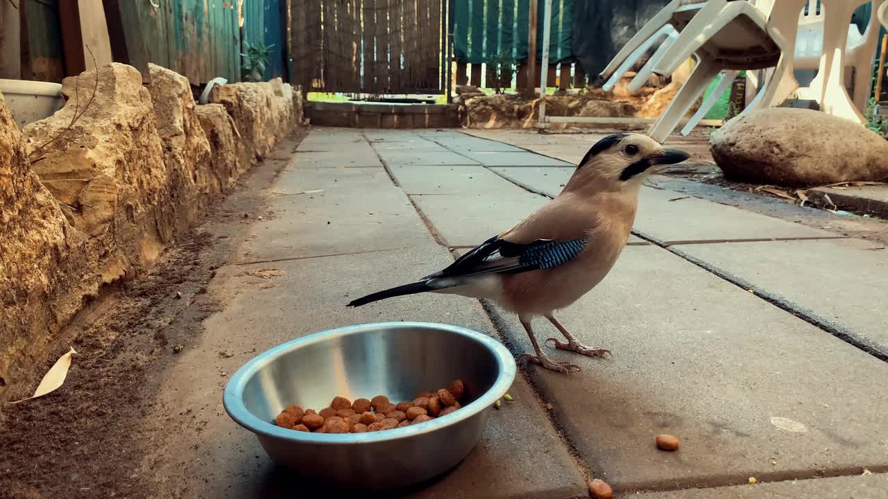 Bird stealing and eating dog food