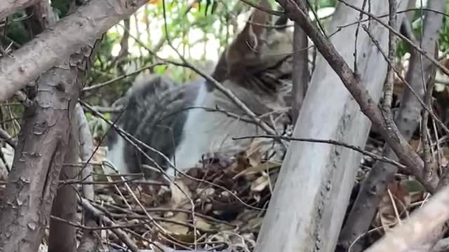 Cat in the jungle