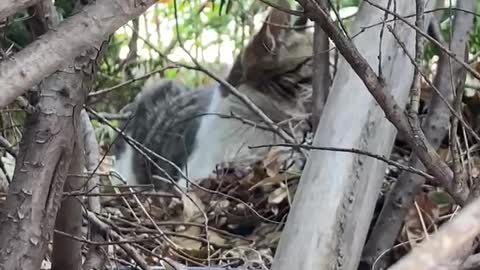 Cat in the jungle