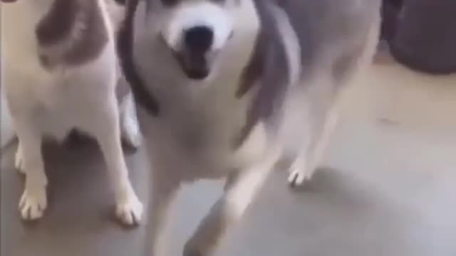 Siberian Husky Dog Dancing