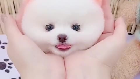 Cute pets # doggies # Cute pets funny