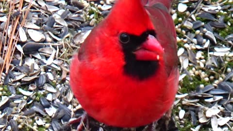 Cardinal