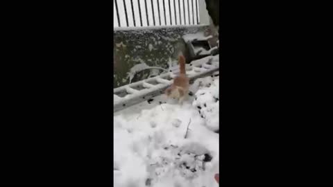 The cat has fun and plays with snow