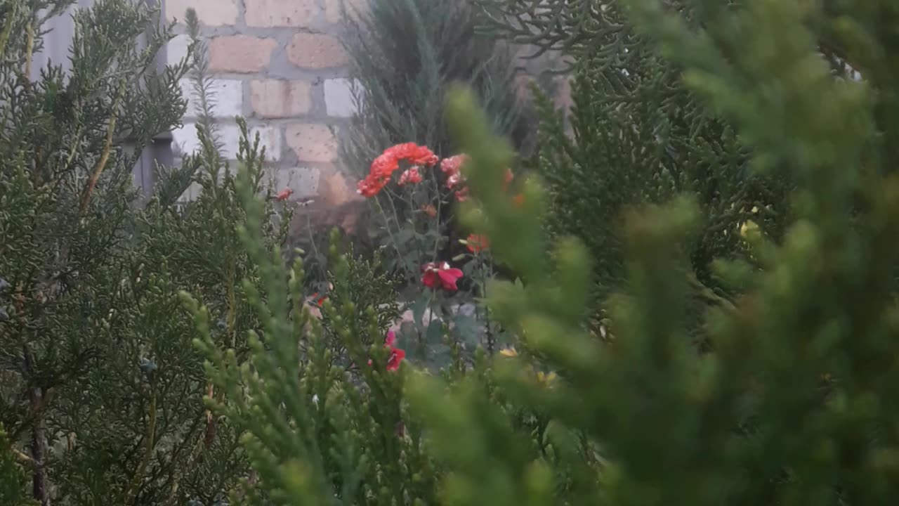 Cypresses and roses