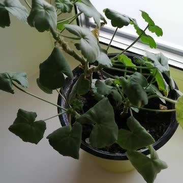 Very beautiful geranium.