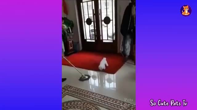 Beautiful cats very funny video