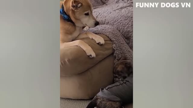 Funniest Animals Video