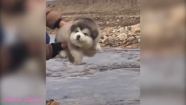 Cutest Baby Alaskan Malamute