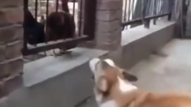 Funny Dog and Chicken Fight