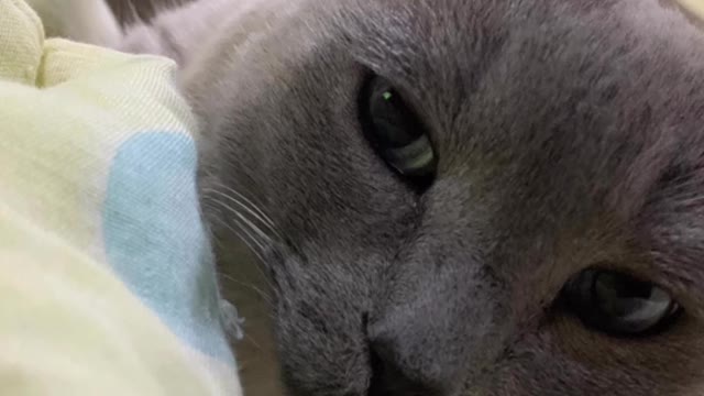 I'm a baby | Animália Universe
