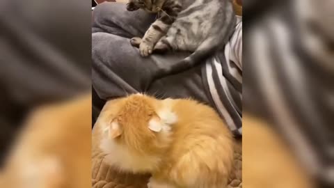 Best Funny Animal Videos 2022