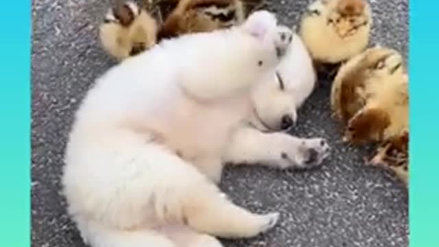 Funny and Cute Dog Video Compilation,_dog2__dog2__07 _- short