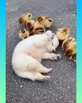 Funny and Cute Dog Video Compilation,_dog2__dog2__07 _- short