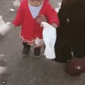 #funnyanimal #cute #funnybirds #birds #kids #laught #tv #smile #secret #happiness