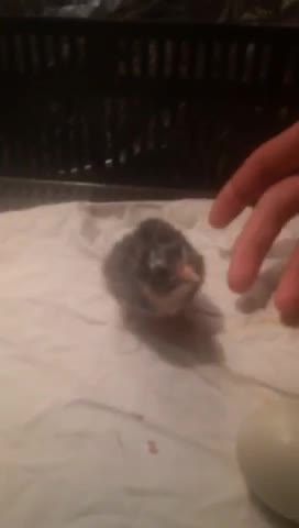 Ameraucana chick drinking from syringe for first time!