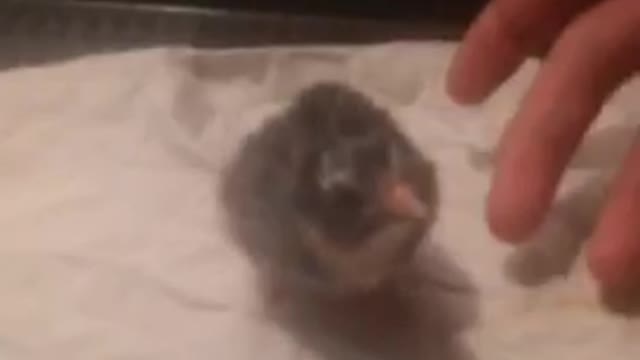 Ameraucana chick drinking from syringe for first time!