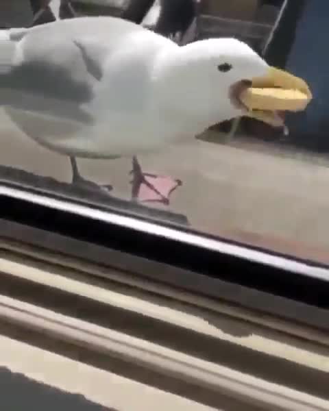 The Seagull extort food from the hotel
