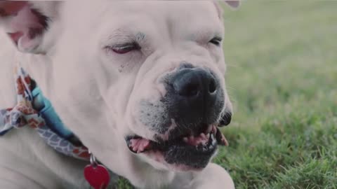 Dog training videos I dog training in ground I link in bio ( course)