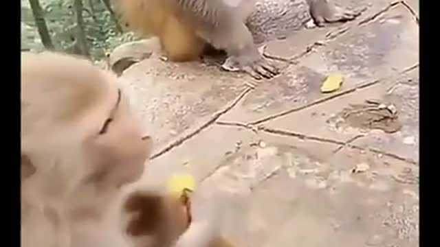 Animal funny videos | very funny | 😂😂😂